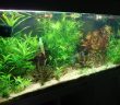Quel équipement choisir pour votre aquarium ?