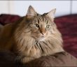 Tout ce que votre chat à besoin !