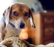 Votre chien a besoin du meilleur équipement !